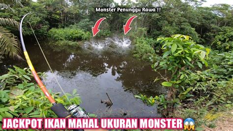 NEKAT Mancing Di Rawa Pedalaman Kalimantan Jackpot Ikan Monster