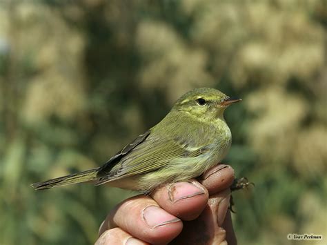 Green Warbler Phylloscopus Nitidus Kibbutz Nativa Halamed Hei 30