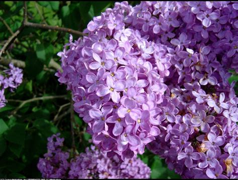 flowers for flower lovers.: Lilac flowers.