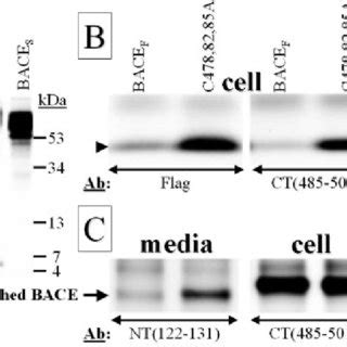 A Hk Cells Were Transiently Transfected With Cdnas Coding For