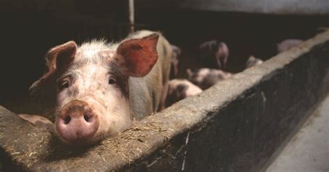 Pourquoi Les Musulmans Ne Mangent Pas De Porc