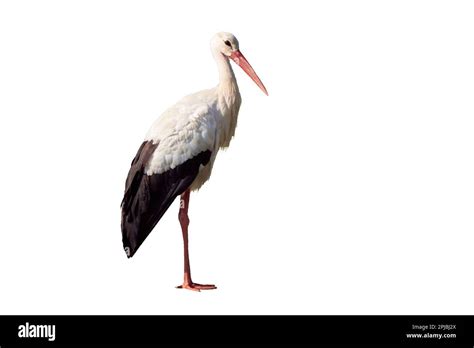 White Stork Isolated On White Background Ciconia Ciconia Stock Photo