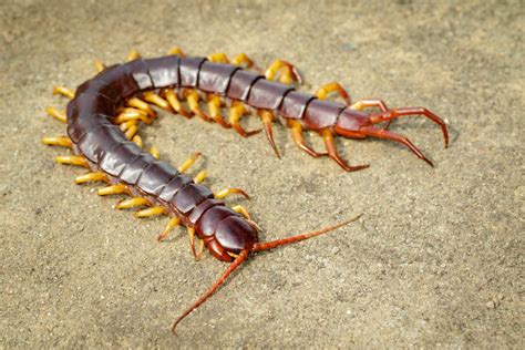 El Ciempiés y sus patas un fascinante hallazgo Cuántas Bioguia