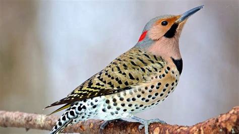 Northern Flicker Bird Sound Call Natural Song Of Singing Birds