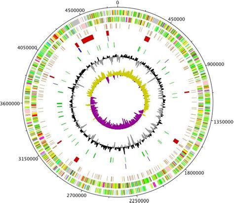 Genome Bacterial Bacterial Genome