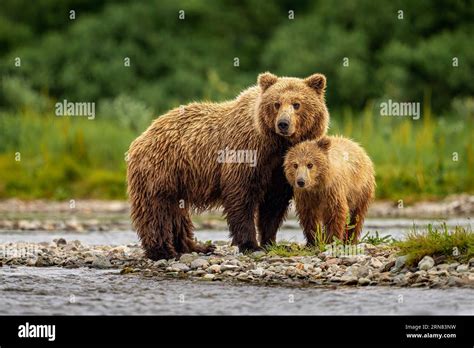 Brown Bear and Cub Stock Photo - Alamy