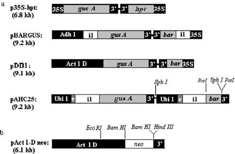 (a). Schematic representation of the chimaeric gene constructs used for... | Download Scientific ...