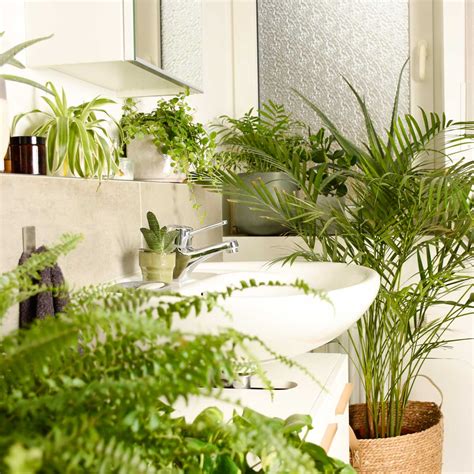 UNDERGREEN Bien Choisir Les Plantes Pour Sa Salle De Bain