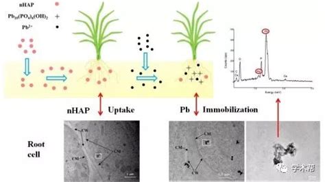 研究揭示纳米材料调控水稻根系吸收铅的机制