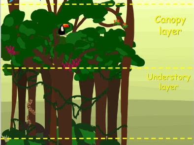 Rainforest Layers Poster | Teaching Resources