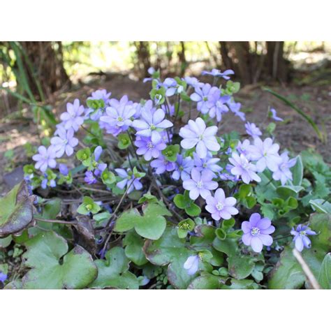 Hepatica Nobilis Przylaszczka pospolita Rośliny od Ogrodnika