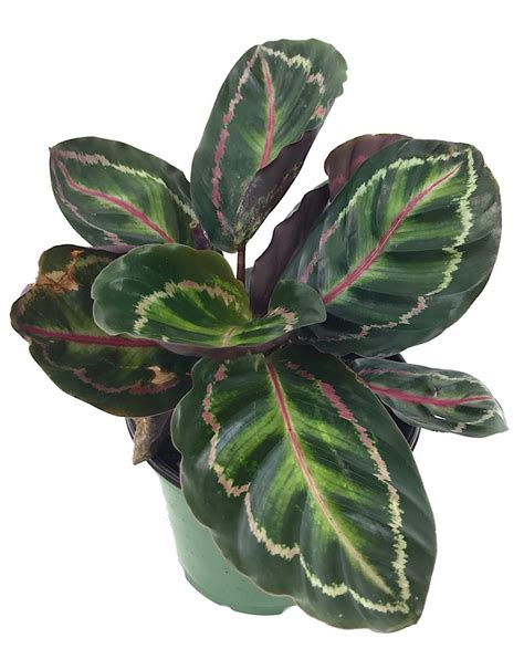 Calathea roseopicta 'Medallion' - The Garden Corner