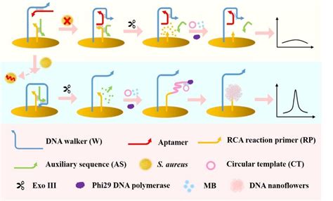 Acs Applied Materials And Interfaces发表了基于dna步行器触发自组装dna纳米花的金黄色葡萄球菌高灵敏电化学