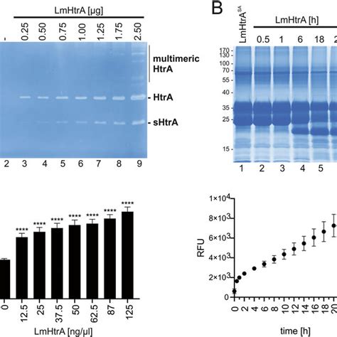 L Monocytogenes Htra Is Active Under Stress Conditions A The Activity