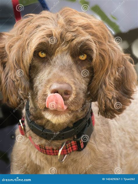 Brown Portuguese Water Dog Stock Images - Download 63 Royalty Free Photos