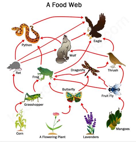 Energy In Ecosystems Science Quiz Quizizz