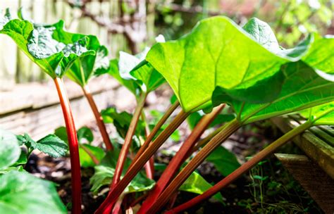 La Rhubarbe Cette Plante D Licieusement Acidul E Jardiland