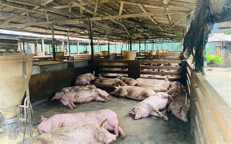 costs rise    green pig farms  malaysia earth journalism