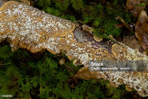 Parasitic Fungi On A Tree Branch Stock Photo - Download Image Now ...