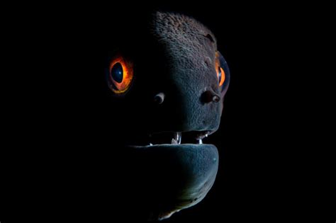 Underwater Photos Reveal Fascinating & Terrifying Creatures Lurking ...