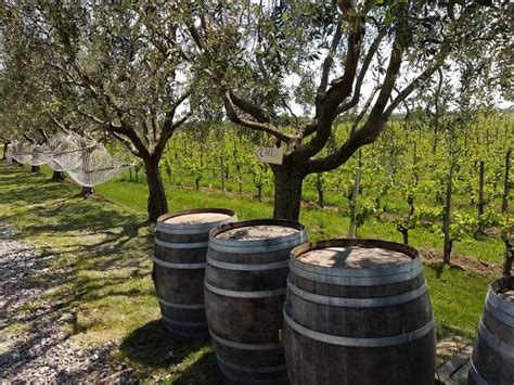 Visita In Cantina E Degustazione Vini Alla Tenuta Ambrosini Holidoit