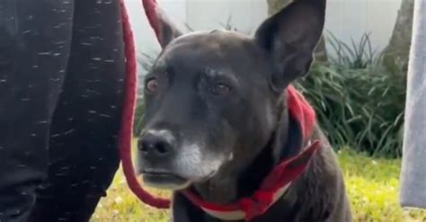 Ce chien héroïque sauve une mère de famille célibataire de l incendie