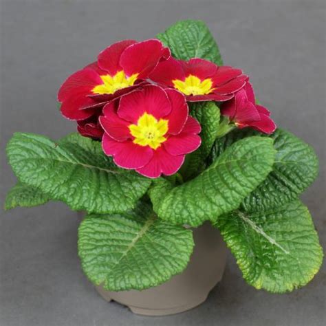 Primrose Acaulis Cerise Pink 10 5cm Pot Opperman Plants Ltd