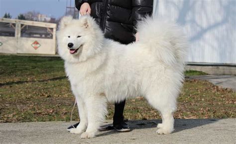 Tìm Hiểu Về Giống Chó Samoyed | Mua Bán - Bảng Giá - Tính Cách Kinh Nghiệm Nuôi