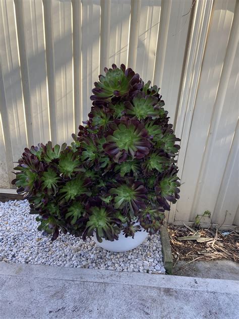 Unit of an aeonium schwartkop : r/matureplants