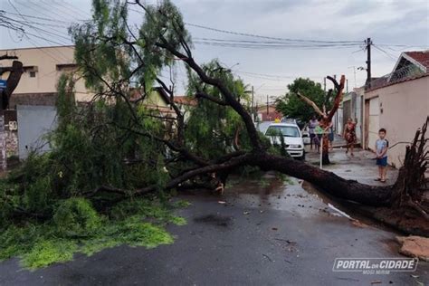 Temporal arranca árvores pela raiz e interdita ruas e avenidas de Mogi