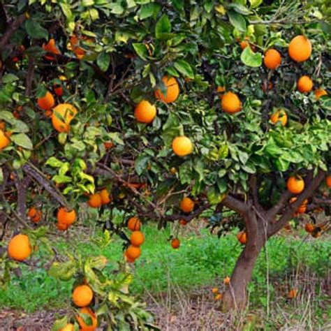 Adotta Un Albero Di Arance Siciliane