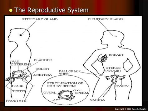 Reproductive System Lesson Powerpoint Human Reproduction Biology Le