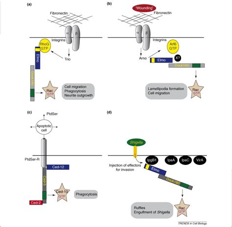 GEF what? Dock180 and related proteins help Rac to polarize cells in ... 