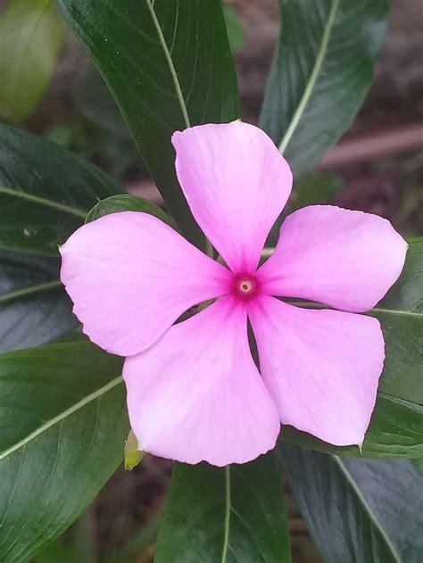 Foto De Flor Roxa Roza Plants Garden