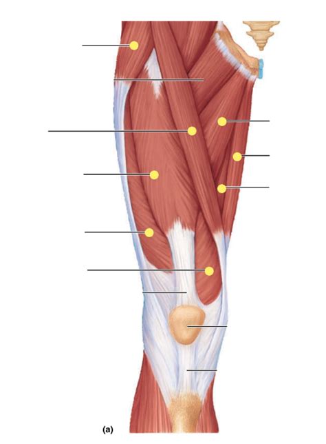 ANAT 260 Human Anatomy Week 3 Midterm Notes Thigh Muscles Diagram