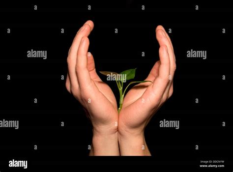 Hands Holding Sapling Stock Photo Alamy