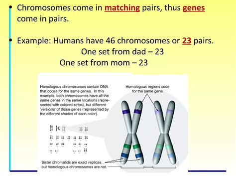 Genetics for kids | PPT