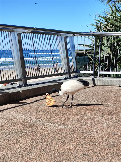 Brisbane Olympic Mascot living the dream down at the Goldie! : r/brisbane