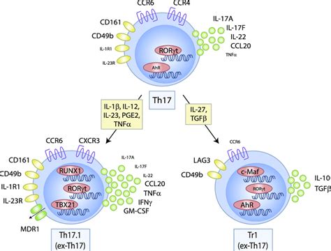 Heterogeneity And Plasticity Of T Helper 17 Cells Under The Influence