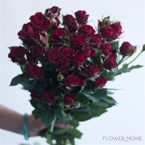 Burgundy Flowers: Bulk Wine Fresh Wedding Flowers | Flower Moxie