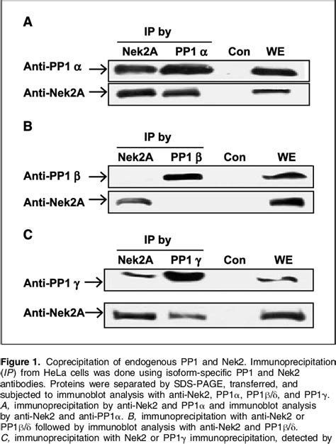 Figure From Protein Phosphatase Regulates Centrosome Splitting