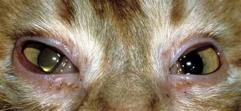 MedVet Blog | Conjunctivitis in Cats