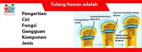 Tulang Rawan Adalah Pakdosen Co Id