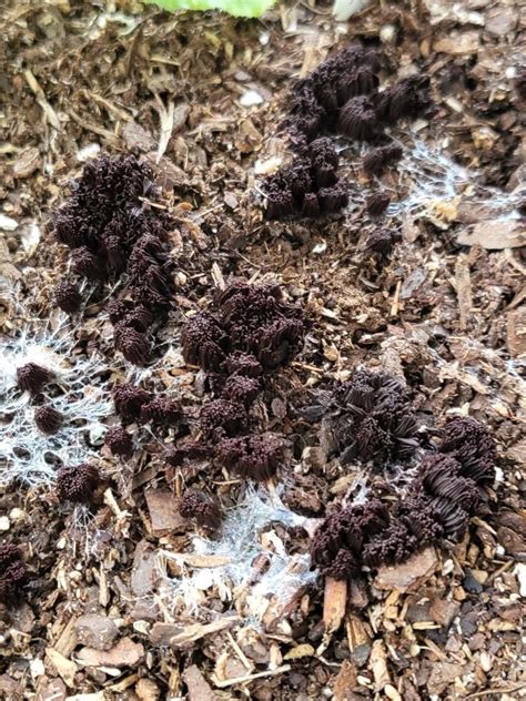 identification - What is this fungus (slime mold) with dark brown ...