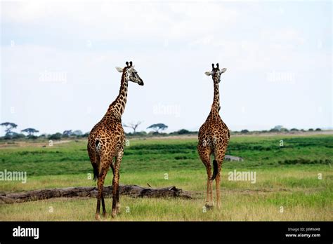 Masai Giraffes In Amboseli National Park In Kenya Stock Photo Alamy