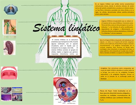 Sistema linfático Ûrganos linfticos encapsulados que se ubican en el