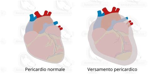 Tamponamento Cardiaco Nel Cane E Nel Gatto Amica Veterinaria