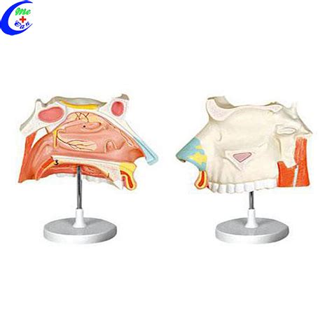 High Quality Medical Nasal Cavity Anatomy Education Model Wholesale