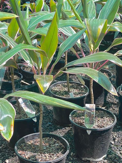 Cordyline 'Pink Diamond' | True Green Nursery