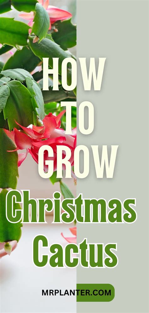 The Ultimate Christmas Cactus Growing Guide With Care Tips | Christmas cactus, Christmas cactus ...